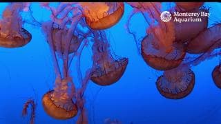 Jellyfish-1080p-30sec