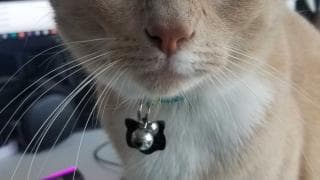 bunnyvideo TEST