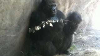 Ape Man